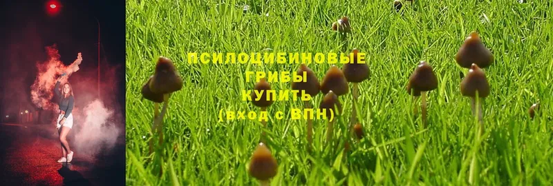 Псилоцибиновые грибы Psilocybine cubensis  даркнет сайт  Апатиты 